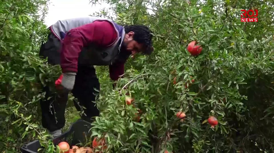 شارەزور؛ جووتیاران لە ترسی سەرما چنینی هەنارەکانیان پێشدەخەن