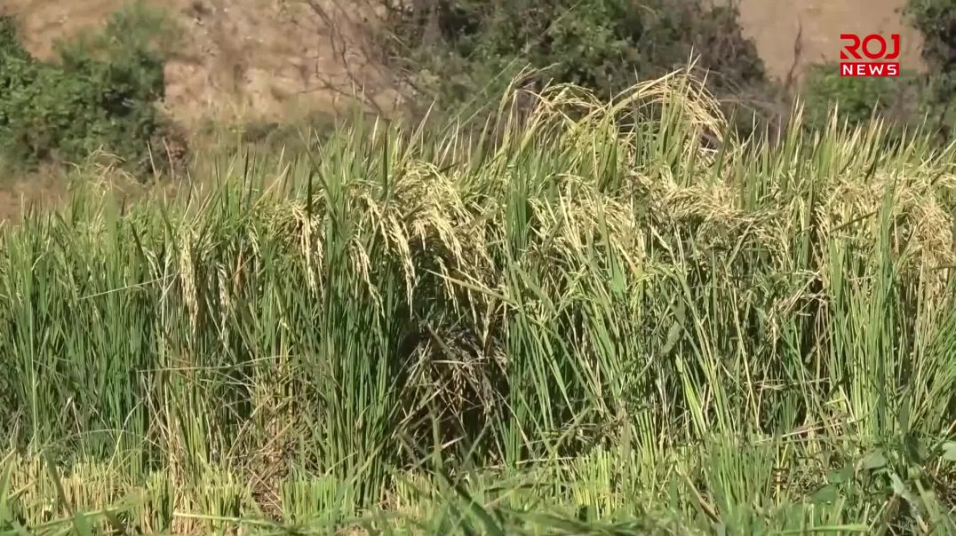 وەرزی دروێنەکردنی برنج لە دەڤەری پشدەر دەستی پێکرد