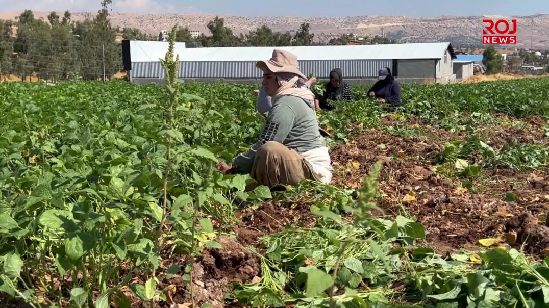 بەرهەمی فاسۆلیا لە کۆیە بووەتە سەرچاوی داهاتی جوتیاران
