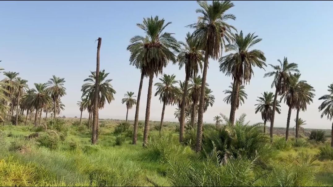 نخيل