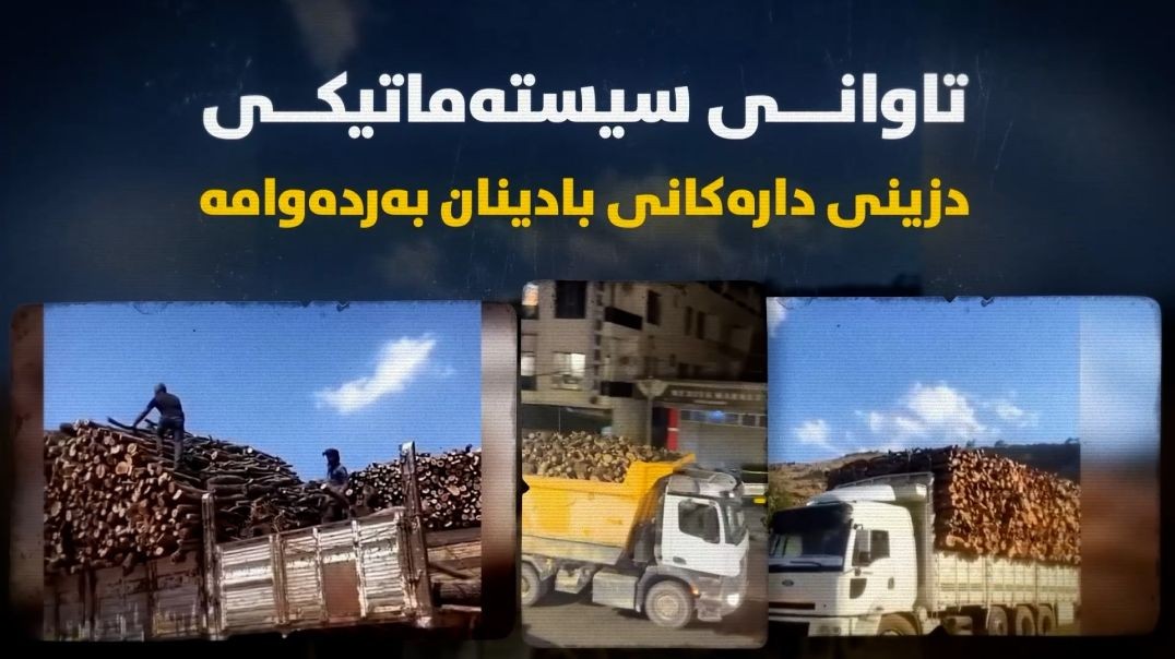 تاوانی سیستەماتیکی دزینی دارەکانی بادینان بەردەوامە